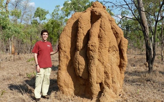 termitesjus-thumb-large