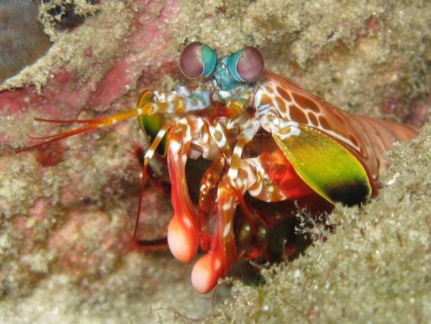Κατσαρίδα της θάλασσας: τίποτα δεν ξεφεύγει από αυτά τα μοβ μάτια