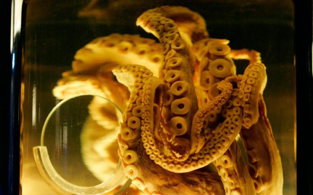 Χταπόδι στο μουσείο επιστήμης του Μαϊάμι, σε έκθεση για τη ζωή των θαλάσσιων πλασμάτων. Ενα χταπόδι επώαζε τα αυγά του πάνω από 4 έτη.