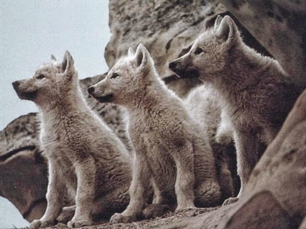 baby-wolves