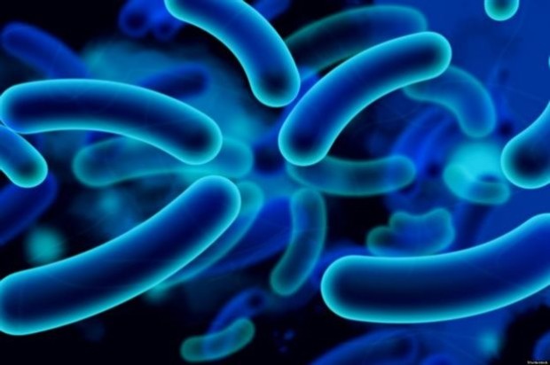Το βακτήριο E.coli μπορεί πιθανώς να αποτελέσει την πρώτη ύλη για την παραγωγή βιοκαυσίμων