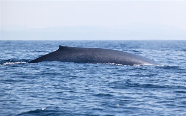 Οι γαλάζιες φάλαινες αποτελούν τα μεγαλύτερα ζώα στον πλανήτη, φτάνοντας σε μήκος τα 33 μέτρα και βάρος έως και 190 τόνους.