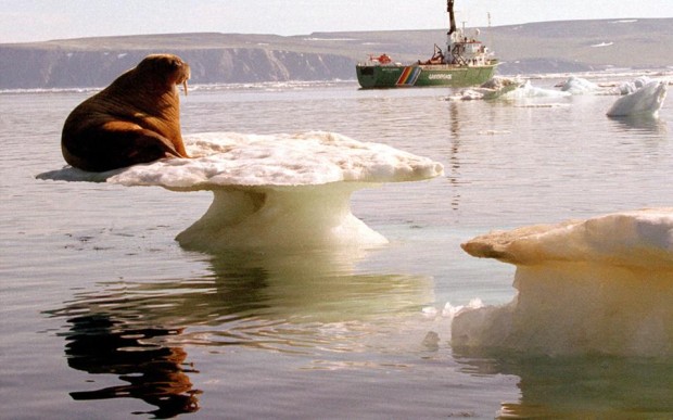 Μοναχικός θαλάσσιος ίππος ακροβατεί σε τμήμα πάγου της θάλασσας του Τσούκτσι.