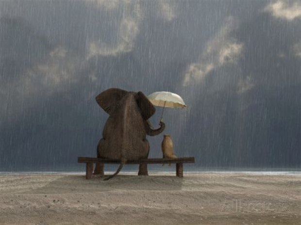 Οι ελέφαντες εντοπίζουν την παρουσία της βροχής από πολύ μακριά
