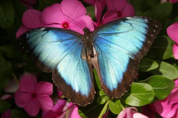 Tα φτερά της πεταλούδας του είδους Morpho peliedes είναι «ζωγραφισμένα» με ένα εντυπωσιακό ιριδίζον μπλε χρώμα