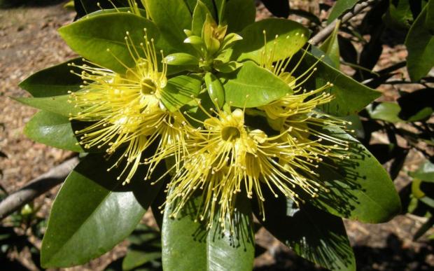 Το Xanthostemon chrysanthus, ένα φυτό που ενδημεί στη Νέα Καληδονία, συγκαταλέγεται στα περίπου 1.800 φυτικά είδη για τα οποία, χάρις στο ευρωπαϊκό πρότζεκτ AGROCOS, έχει γίνει πλέον γνωστό το πλήρες χημικό τους «προφίλ». 