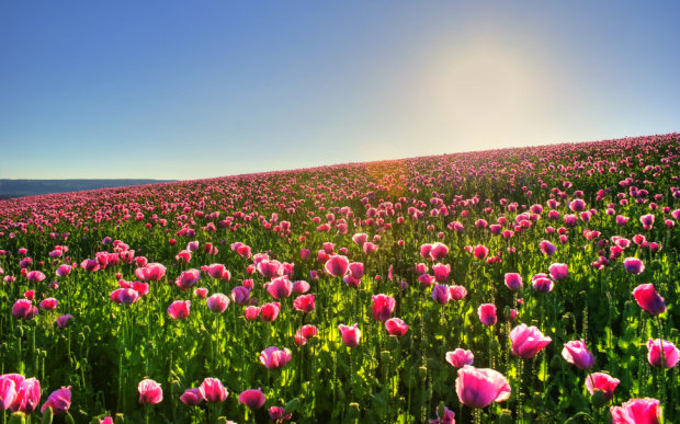 241262__flowers-photos-wallpapers-nature-field-sun-beautiful-pictures_p
