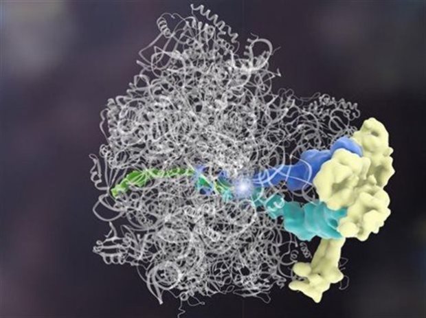 Η πρωτεΐνη Rqc2 (κίτρινο) συνδέεται σε μόρια tRNA (μπλε) και προσθέτει αμινοξέα σε μια ελλιπή πρωτεΐνη (πράσινο). Όλα αυτά συμβαίνουν στο ριβόσωμα (άσπρες κορδέλες). Credit: (Janet Iwasa, University Of Utah)