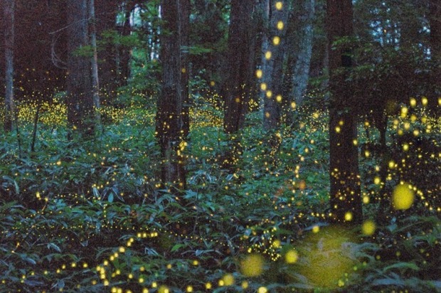 gold-fireflies-3[2]