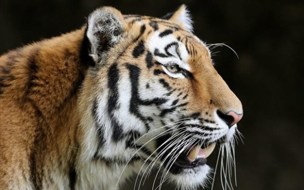 tigris-tis-sibirias-tigri