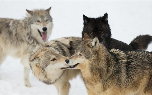 Shutterstock «Οι λύκοι εμφανίζονται πιο ανεκτικοί στα άτομα του ίδιου είδους, ενώ οι σκύλοι είναι πιο ευαίσθητοι στην ιεραρχία κυριαρχίας», εξηγεί η επικεφαλής της μελέτης Φριντερίκε Ράνγκε.