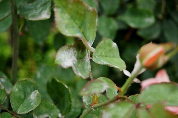 Photo: ludwigsroses.co.za