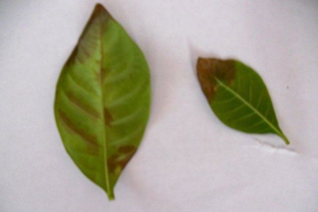 Δύο φύλλα από τη γαρδένια