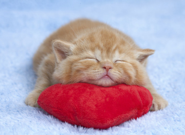 Little cat sleeping on the red heart-shaped pillow