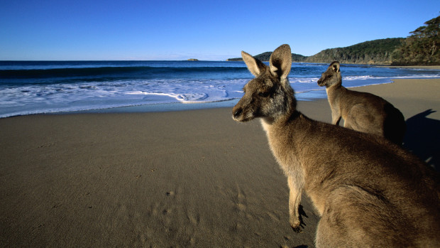 ca. 1990-2000, Australia --- Eastern Grey Kangaroos on the Beach --- Image by © Martin Harvey/Corbis