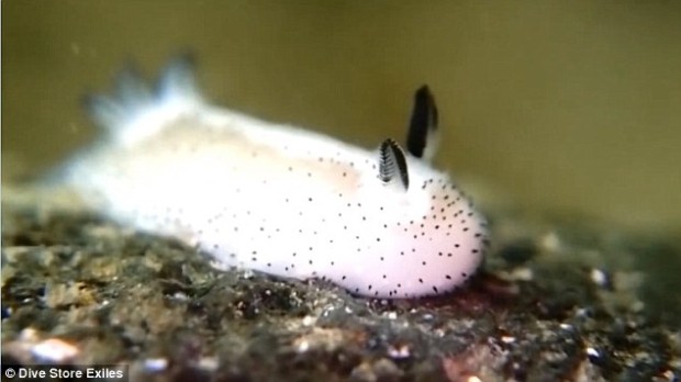 2ab21d4200000578-3168132-cute_the_jorunna_parva_is_a_species_of_slug_pictured_dubbed_sea_-a-3_1437392484941