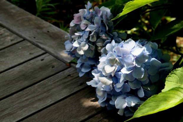 Photo: gardenista.com