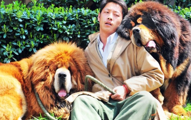 This picture taken on March 18, 2014 shows an unidentified man posing for a photo with two Tibetan mastiffs after they were sold at a "luxury pet" fair in Hangzhou, in eastern China's Zhejiang province.  One of the Tibetan mastiff puppies (L) was sold in China for almost two million USD, a report said on March 19, in what could be the most expensive dog sale ever.       CHINA OUT     AFP PHOTOSTR/AFP/Getty Images