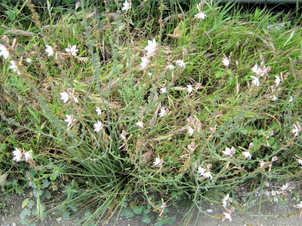 Αsphodelus aestivus-Plants
