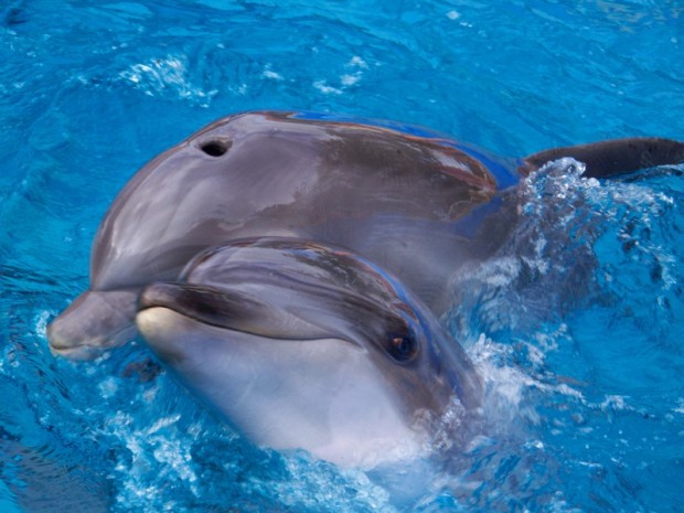 Δύο χαριτωμένα δελφίνια / whiterabbitart/Flickr