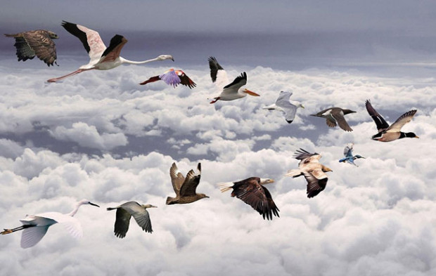 birds-1