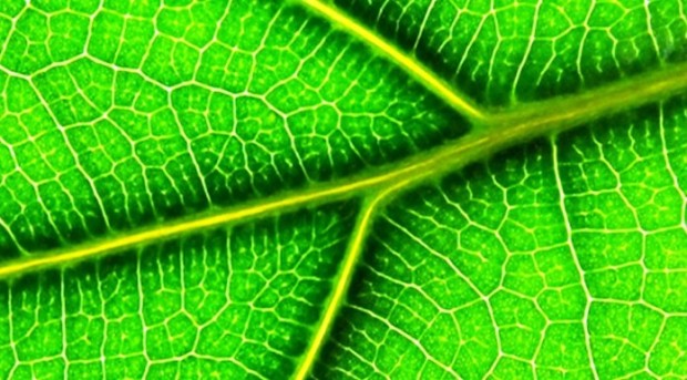antistrofi-fotosynthesi-viokausima-129550-696x385
