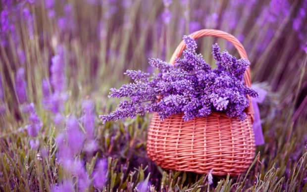 Φωτο:lavenderoils.gr