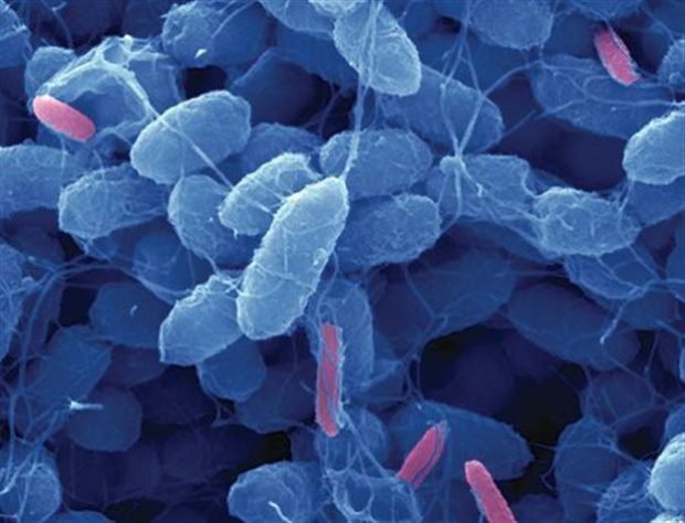 Τα βδελλοδονάκια (ροζ) προσκολλώνται σε άλλα βακτήρια, τα τρυπούν και ρουφούν το περιεχόμενό τους (Πηγή: University of Medicine and Dentistry of New Jersey)