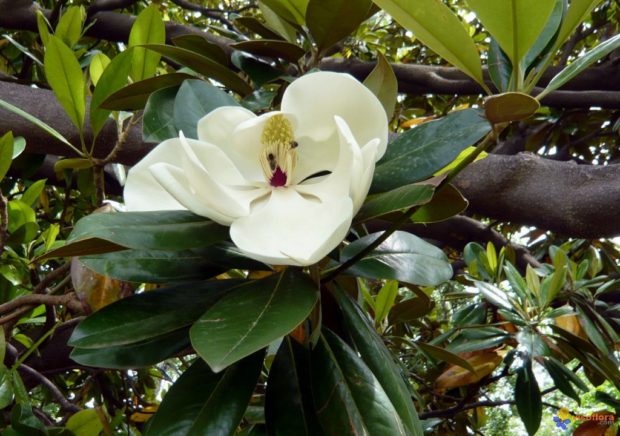 magnolia-grandiflora-visoflora (1)