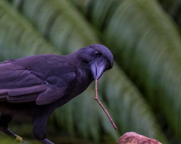 Το κοράκι της Χαβάης γνωστό και ως Αλάλα, χρησιμοποιεί κλαράκια για να ξετρυπώσει την τροφή του όταν δε μπορεί να την φτάσει με το ράμφος του