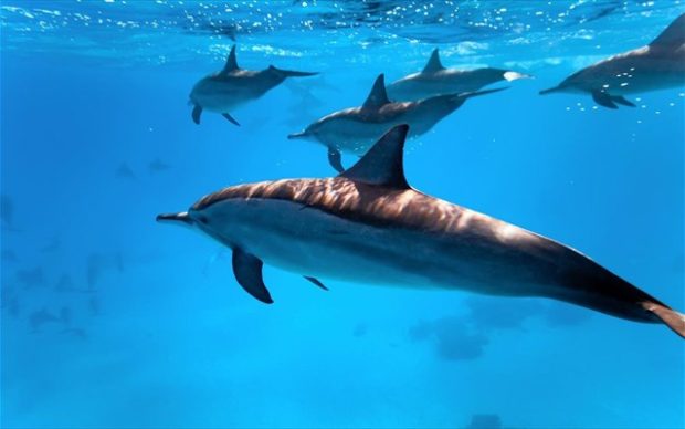 Η μελέτη πραγματοποιήθηκε στο Φυσικό Καταφύγιο Καραντάγκ στη Φεοντόσια της Ρωσίας. Τα δύο δελφίνια καταγράφηκαν να συνομιλούν σε μια πισίνα στο καταφύγιο και η ανάλυση της συνομιλίας τους εντυπωσίασε τους ερευνητές.