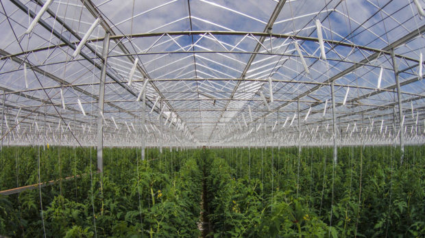 212229g-sundrop-farms-greenhouse