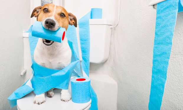 bigstock-dog-on-toilet-seat-136070339
