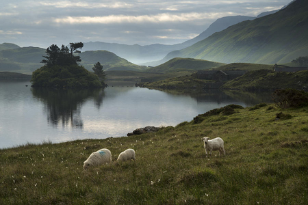 sheep-in-field-at-sunrise-landscape-with-mountains-and-lake-in-b-matthew-gibson