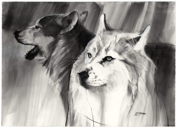 2-wolves-white