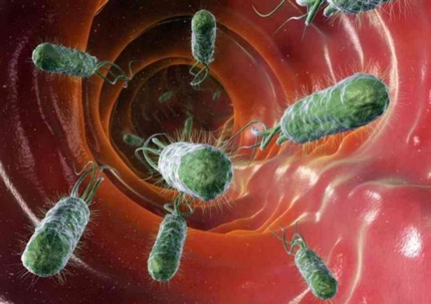 Το εντερικό μικροβίωμα μπορεί να επιταχύνει την εξέλιξη της νόσου Αλτσχάιμερ υποστηρίζουν σουηδοί ερευνητές
