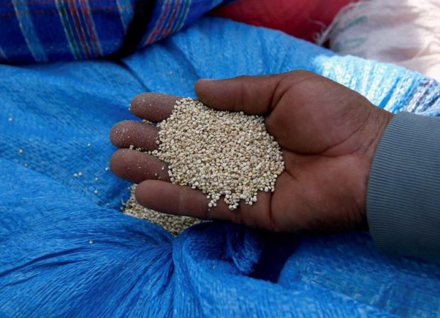 FILE PHOTO - A man holds quinoa grains at a marketplace for small and medium-sized quinoa growers in Challapata, Oruro Department, south of La Paz, Bolivia on April 19, 2014.  REUTERS/David Mercado/File Photo