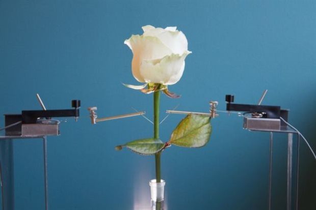Το εντυπωσιακό «ηλεκτρικό» τριαντάφυλλο. Credit: Linkoping University