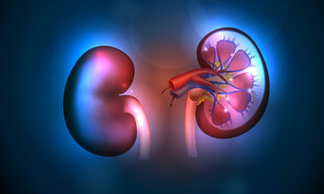 bigstock-Kidneys-Anatomy-Illustration-72476380