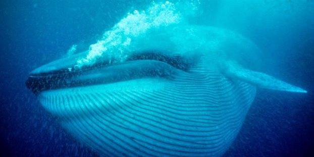 Οι γαλάζιες φάλαινες ήταν κάποτε φαλαινίτσες | Διακόνημα
